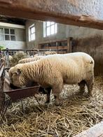 Hampshire down, Mannelijk, Schaap, 0 tot 2 jaar