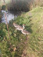 Eenden te koop., Dieren en Toebehoren, Pluimvee, Mannelijk, Eend