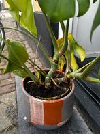 Monstera incl. pot - 90cm breed!, Ophalen, Overige soorten, Halfschaduw, In pot