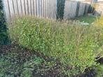 Liguster heg onegveer 3 metet af te halen, Ophalen of Verzenden, Liguster, 100 tot 250 cm