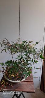 Bonsai nandina domestica (hemelse bamboe), Tuin en Terras, Planten | Bomen, Overige soorten, Minder dan 100 cm, Zomer, Ophalen
