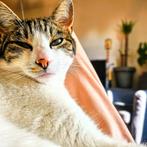 Kat 3jaar, Dieren en Toebehoren, Katten en Kittens | Overige Katten, Kater