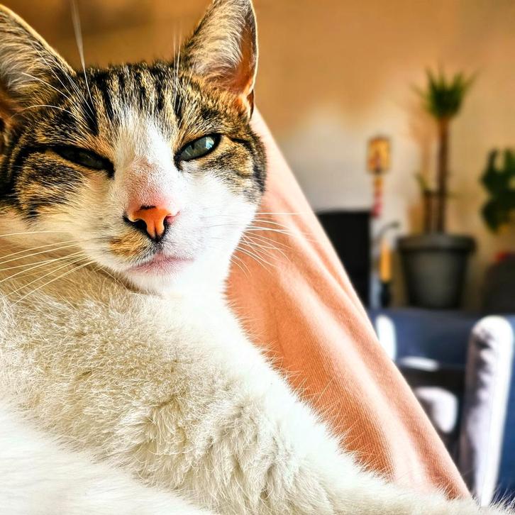 Kat 3jaar, Dieren en Toebehoren, Katten en Kittens | Overige Katten, Kater