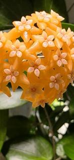 Hoya persicina 🌱 ✂️, Bloeiende kamerplant, Ophalen of Verzenden, Halfschaduw, Minder dan 100 cm