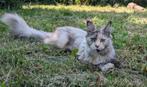 maine coon poesje met stamboom, Poes, Gechipt, 0 tot 2 jaar