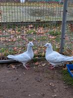 Poederblauw jounge, Dieren en Toebehoren, Vogels | Duiven
