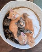 Boerderij Kittens - Gesocialiseerd & Gezond, Dieren en Toebehoren, Katten en Kittens | Overige Katten, Meerdere dieren