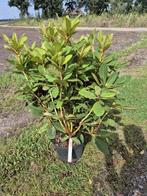 Forse Red Jack Rhodondendron struiken, Ophalen of Verzenden, Rhododendron, Struik, Minder dan 100 cm