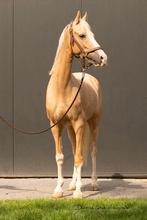 Palomino E pony ruin, Dieren en Toebehoren, E pony (1.48m - 1.57m), Gechipt, Ruin, Dressuurpony