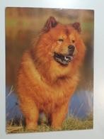 Partij 2 kaarten met een hond // Chow Chow, Gelopen, 1960 tot 1980, Verzenden