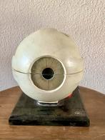 Gipsen anatomisch model oog, jaren 30-60, Ophalen of Verzenden