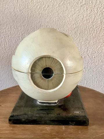 Gipsen anatomisch model oog, jaren 30-60 beschikbaar voor biedingen