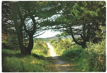 910103 Texel 1974 Gelopen met Postzegel beschikbaar voor biedingen