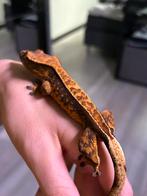Wimper gekko - crested gecko, Overige soorten, 0 tot 2 jaar, Tam