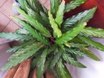 Twee stuks Calathea kamerplant, Huis en Inrichting, Kamerplanten, Ophalen, Overige soorten, Halfschaduw, Minder dan 100 cm