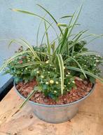 Te koop zinken bak met chrysanten en een carex plant, Ophalen