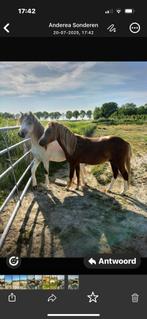 Welsh Toppers voor fokkerij en sport, Dieren en Toebehoren, Pony's, Hengst, 0 tot 2 jaar