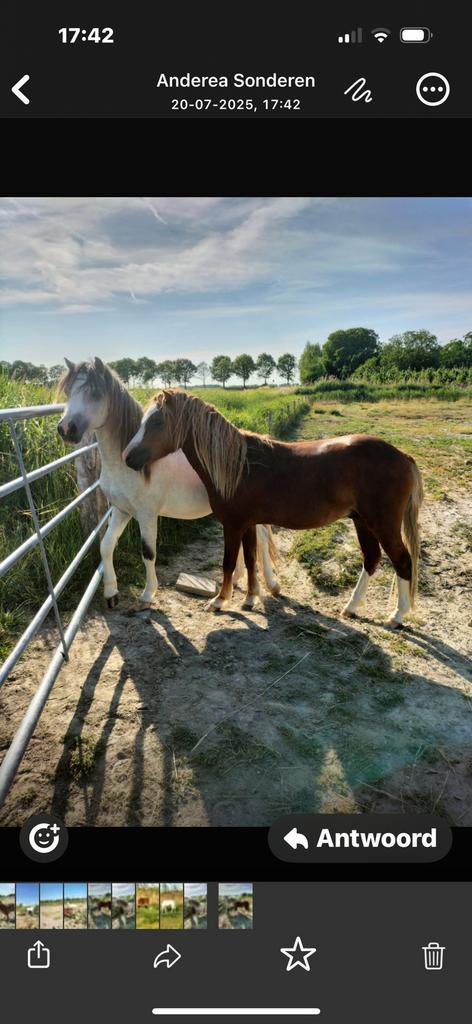 Welsh Toppers voor fokkerij en sport, Dieren en Toebehoren, Pony's, Hengst, 0 tot 2 jaar