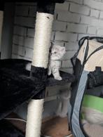 Brits Korthaar kittens, Meerdere dieren, Gechipt
