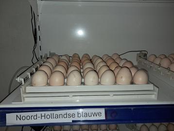 broedeieren noord hollandse blauwe beschikbaar voor biedingen