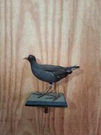 Opgezette waterhoen   taxidermie, Verzamelen, Ophalen of Verzenden, Vogel, Opgezet dier