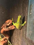 Reuzen masagascar daggekko / Phelsuma grandis, Hagedis