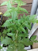 Moestuin planten, Ophalen, Volle zon, Groenteplanten, Eenjarig