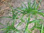 Gras siergras plantje stek jonge plant, Tuin en Terras, Planten | Tuinplanten, Ophalen, Zomer, Siergrassen, Volle zon