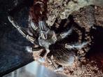 Aphonopelma seemanni vrouw incl terrarium, Dieren en Toebehoren, Spin of Schorpioen