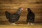 Sussex Kip | koekoek | Mooie kip | Goede legger, Dieren en Toebehoren, Pluimvee, Vrouwelijk, Kip