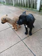 Kruising malinois met pitbull bully, Dieren en Toebehoren, Overige rassen, 8 tot 15 weken, Meerdere, Meerdere dieren
