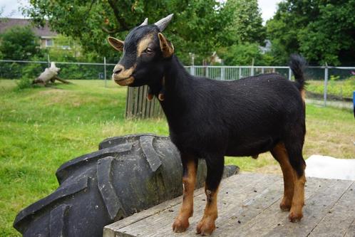 Mooi dwerggeit bokje, Dieren en Toebehoren, Schapen, Geiten en Varkens, Geit, Mannelijk, 0 tot 2 jaar