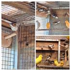 Japanse meeuwen te koop 6, Dieren en Toebehoren, Vogels | Overige Vogels, Meerdere dieren, Tropenvogel