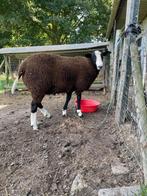 Te Koop Zwartbles  schapen  , dekram, Dieren en Toebehoren, Mannelijk, Schaap, 0 tot 2 jaar