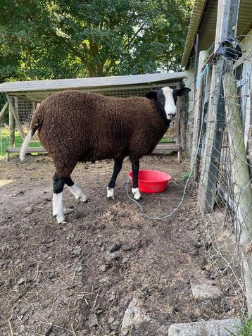 Te Koop Zwartbles  schapen  , dekram beschikbaar voor biedingen