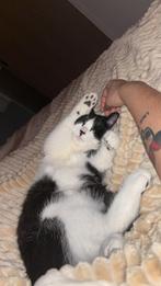 *GRATIS* Britse korthaar zoekt forever home!!, Dieren en Toebehoren, Katten en Kittens | Raskatten | Korthaar, Kater, Ontwormd
