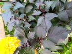 Dahlia Bloody Mary zadenmix (rood blad), Verzenden, Voorjaar, Volle zon, Zaad