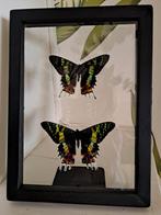 2 prachtige vlinders tussen glas ingelijst, Ophalen, Zo goed als nieuw, Insect, Opgezet dier
