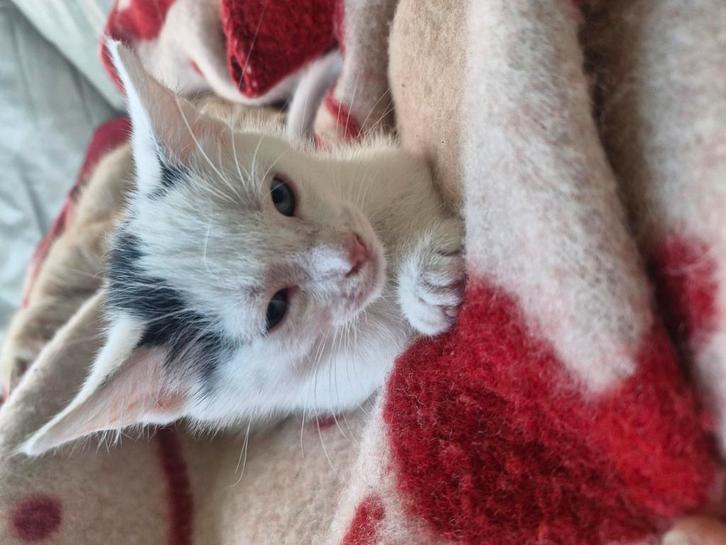 Kater kindvriendelijk, Dieren en Toebehoren, Katten en Kittens | Overige Katten, Kortharig, Kater, 0 tot 2 jaar