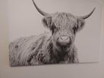 Canvas schotse hooglander, Ophalen, Zo goed als nieuw, Schilderij, Minder dan 50 cm