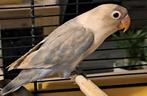 Agapornis grijs  blauw 11 weken, Dieren en Toebehoren, Vogels | Parkieten en Papegaaien, Geslacht onbekend, Dwergpapegaai of Agapornis