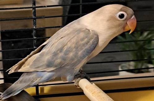 Agapornis grijs  blauw 11 weken, Dieren en Toebehoren, Vogels | Parkieten en Papegaaien, Dwergpapegaai of Agapornis, Geslacht onbekend