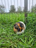 Zouk zoekt een huisje! (cavia zeugje), December, Vrouwelijk, Cavia