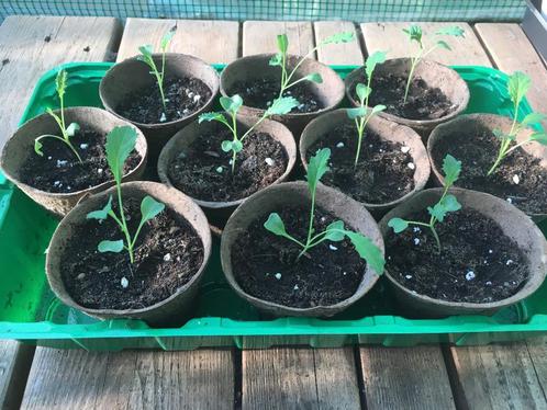 Boerenkool moestuin planten - Per stuk, Tuin en Terras, Planten | Tuinplanten, Eenjarig, Groenteplanten, Volle zon, Zomer, Ophalen