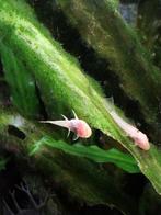 Mooie ancistrus albino jongen, Vis
