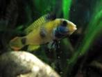 Apistogramma nijsseni per paar - Koidream Valburg