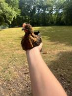 En mooie haan kuiken, Dieren en Toebehoren, Pluimvee