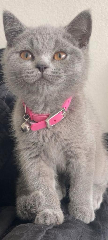 Britse korthaar, Dieren en Toebehoren, Katten en Kittens | Dekkaters