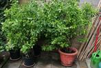 Heg plant Japanse kardinaalshoed-/ muts Vanaf € 15,00, Ophalen of Verzenden, Overige soorten, Haag, 100 tot 250 cm