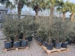 Meerstammige kurkeik - Quercus suber struik 140/160 cm!!!, 100 tot 250 cm, Zomer, Volle zon, In pot